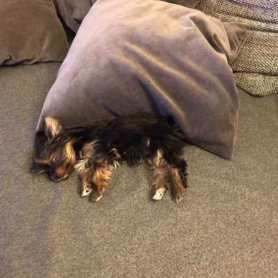 Welpen Bilder !-Beitrag-Bild