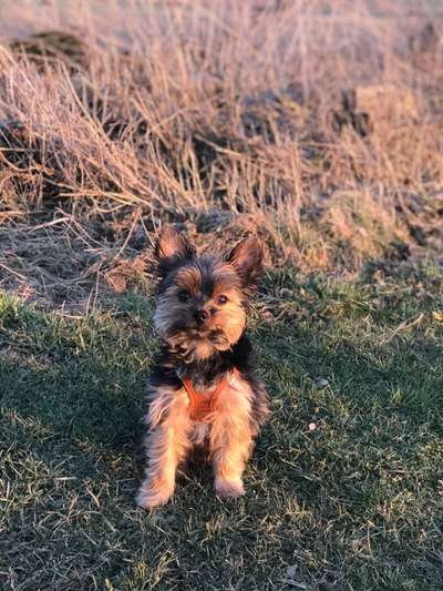 Yorkshire Terrier-Beitrag-Bild
