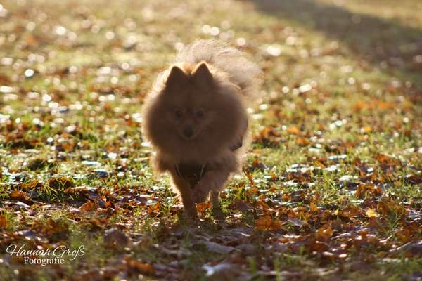 Hundetreffen-Gassirunde/Spielrunde-Bild