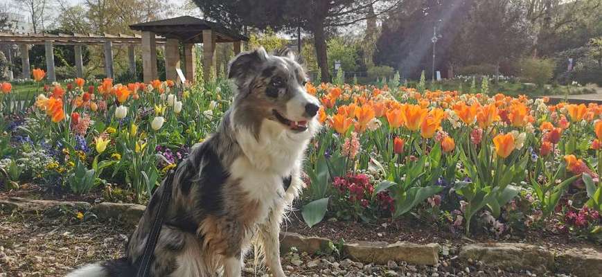 Gibt's hier noch mehr Border Collies???-Beitrag-Bild