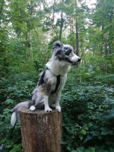 Foto -Challenge  Thema : Dein Hund Im Wald-Beitrag-Bild