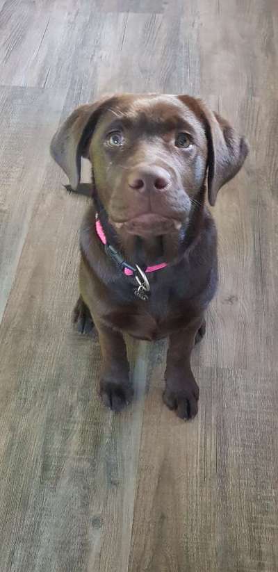 Dogorama Photo Challenge - Hundeblick zum hinschmelzen-Beitrag-Bild