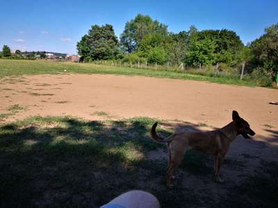 Hundeauslaufgebiet-Rodenbach-Bild