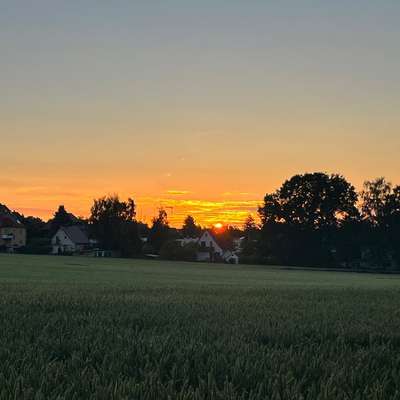 Hundeauslaufgebiet-Felder Pesterwit,hinter Reiterhof.-Bild