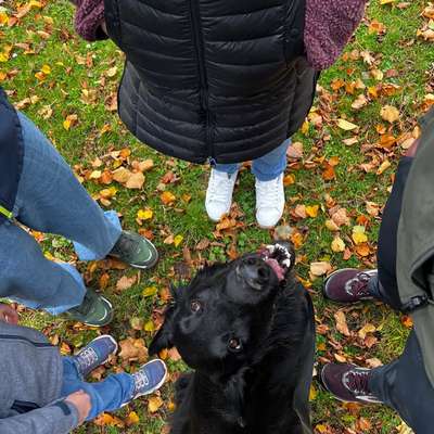 Hundetreffen-Freunde für Hansa gesucht-Bild