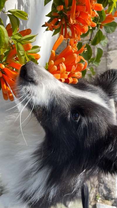 Fotochallenge 78

Es grünt und blüht-Beitrag-Bild