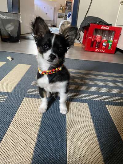 Hundetreffen-Hundetreffen in Salzgitter-Bild