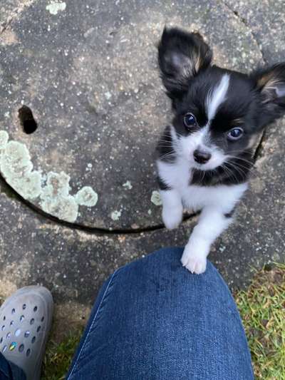 Wo sind die Chihuahua Besitzer ?-Beitrag-Bild