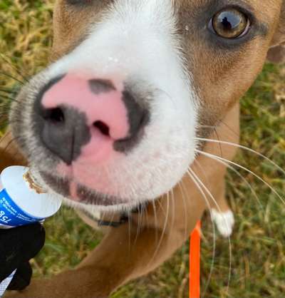 Zeigt her eure Hundenasen-Beitrag-Bild