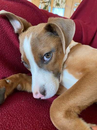 Foto's und Hundemodels-Beitrag-Bild