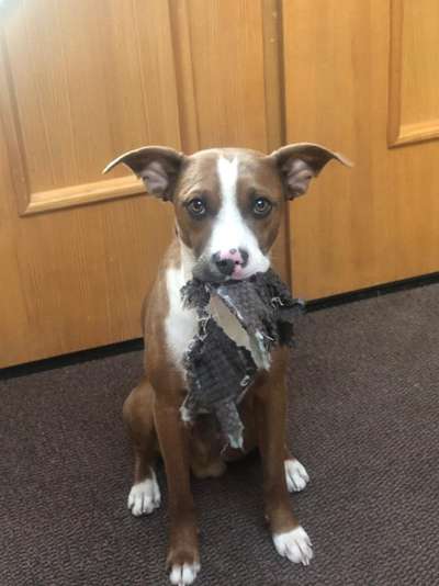 Zeig dein Hund mit seinem Lieblingsspielzeug-Beitrag-Bild