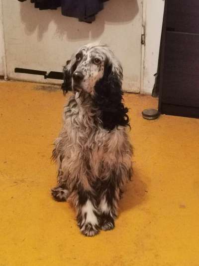 Englisch Setter?-Beitrag-Bild