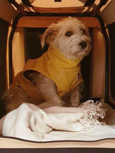 Dogorama Photo Challenge- genervter Blick-Beitrag-Bild