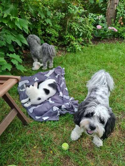 Dogorama Photo Challenge - Lieblingsspielzeug!-Beitrag-Bild