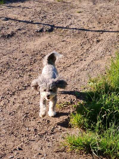 Fotochallenge 66 ~ Rennaction -Zeig deinen Hund im Lauf-Beitrag-Bild