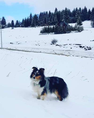 Shelties-Beitrag-Bild