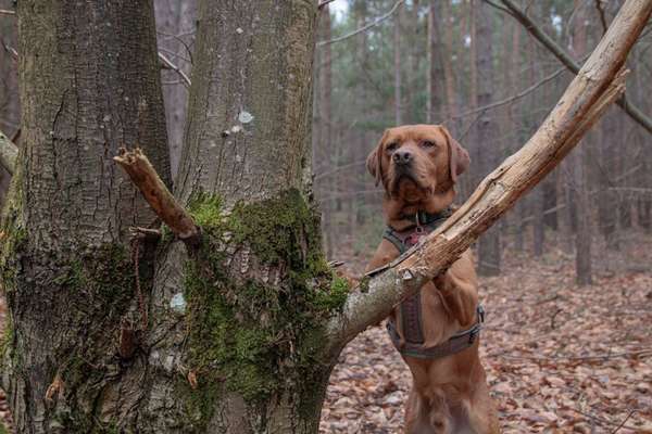 Hundetreffen-Hündin als Spielpartner-Bild