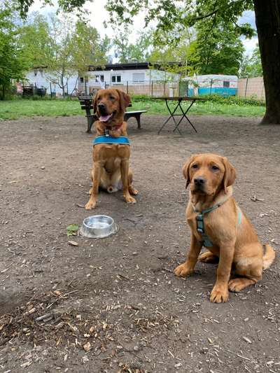 Hundeauslaufgebiet-Am Kanal-Bild