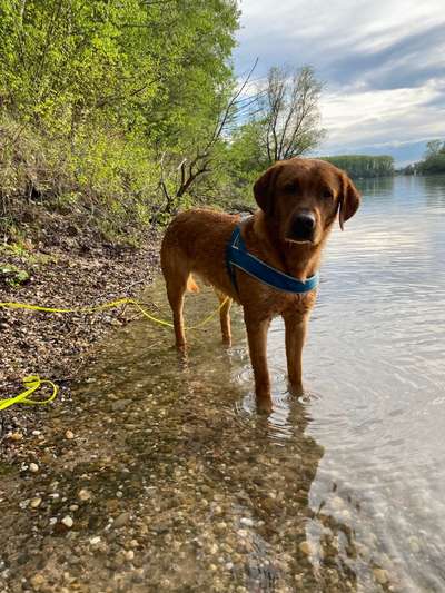 Dogorama-Monats-Challenge-Mai "Wasser"-Beitrag-Bild