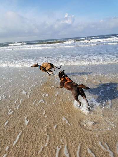 Windhunde - Treffen der besonderen Schönheiten
HERZLICH WILLKOMMEN-Beitrag-Bild