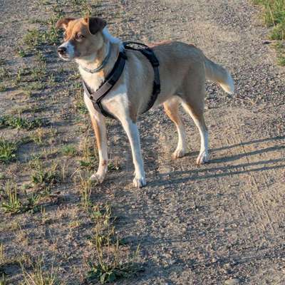 Hundetreffen-Gemeinsames Gassi und Toben-Bild