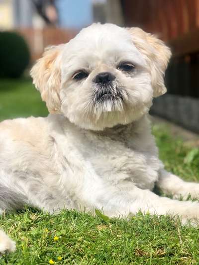 Shih Tzu von Jung bis Senioren-Beitrag-Bild