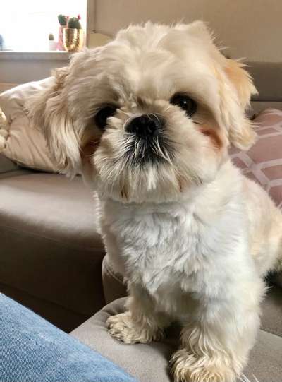 Shih Tzu von Jung bis Senioren-Beitrag-Bild