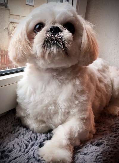 Shih Tzu von Jung bis Senioren-Beitrag-Bild