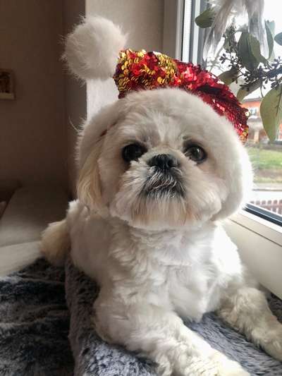 Shih Tzu von Jung bis Senioren-Beitrag-Bild