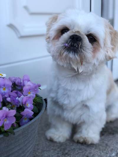 Shih Tzu von Jung bis Senioren-Beitrag-Bild