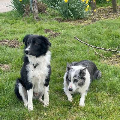 Hundetreffen-Gassirunden in Eschweiler-Bild