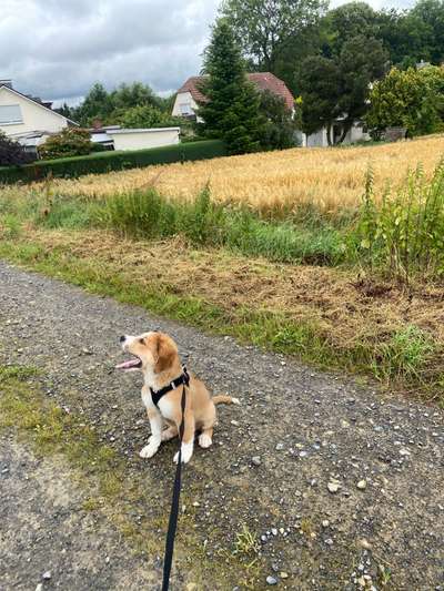 Hundetreffen-Sammy-Bild