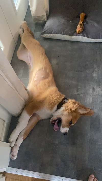 Die Dogorama-Wochen-Challenge "Die schönste Grimasse"-Beitrag-Bild