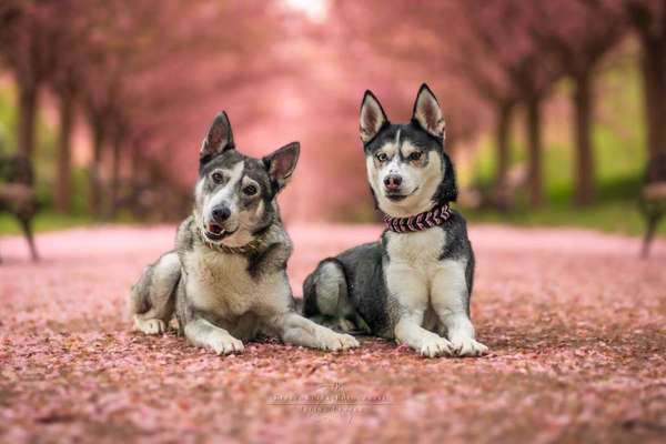 Hundetreffen-Sozialisierung mit reaktiven Hunden-Bild