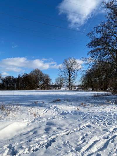 Hundeauslaufgebiet-Rund um den Hundeplatz Lieme-Bild