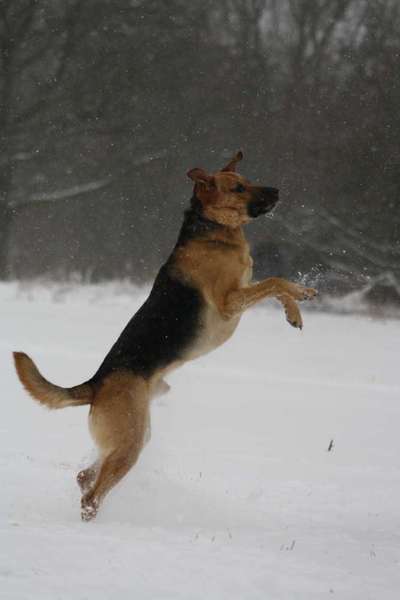 Schäferhund-Beitrag-Bild