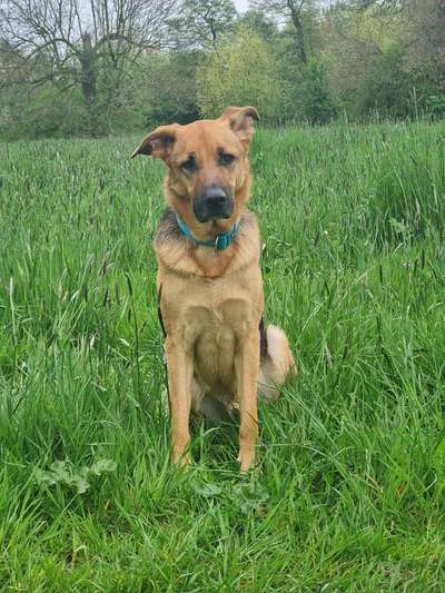 Austausch und Bilder unserer Schäferhund-Labrador mischlinge-Beitrag-Bild