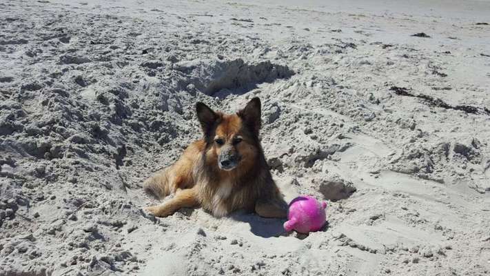 Mit Hund im Urlaub.-Beitrag-Bild