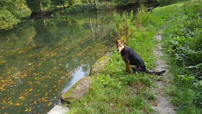 Mischlingshunde Foto Aufruf-Beitrag-Bild