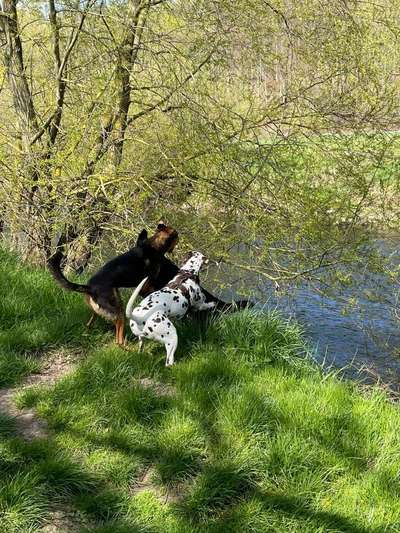 Dogorama-Monats-Challenge-Mai "Wasser"-Beitrag-Bild