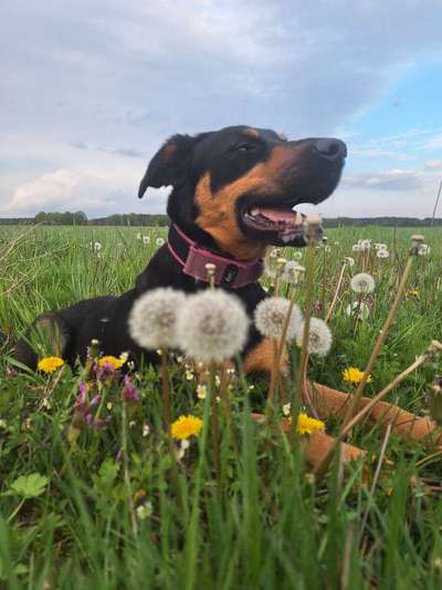 Mischlinge raten - Rätselspaß-Beitrag-Bild