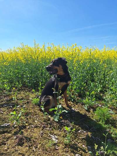 Mischlinge raten - Rätselspaß-Beitrag-Bild
