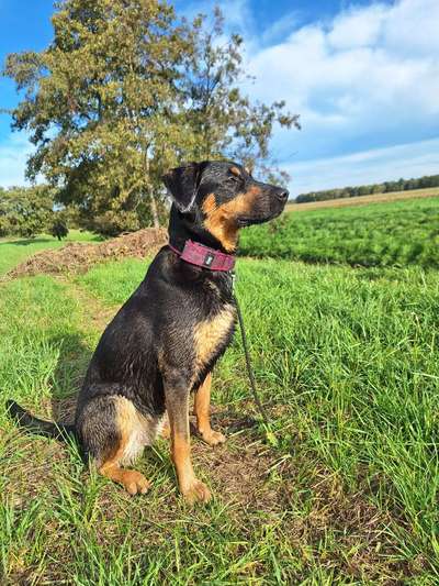 Mischlinge raten - Rätselspaß-Beitrag-Bild