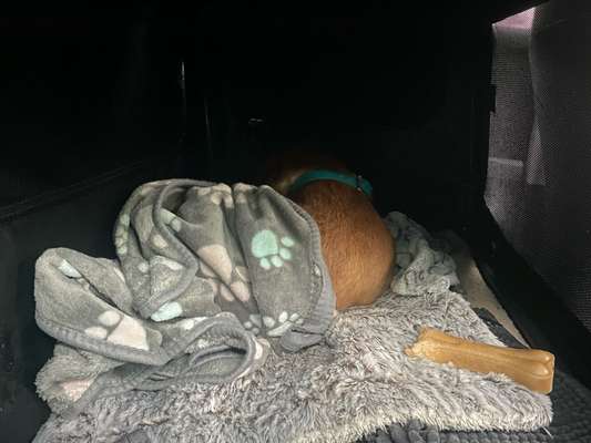 TierschutzhundeStammtisch🐕-Beitrag-Bild