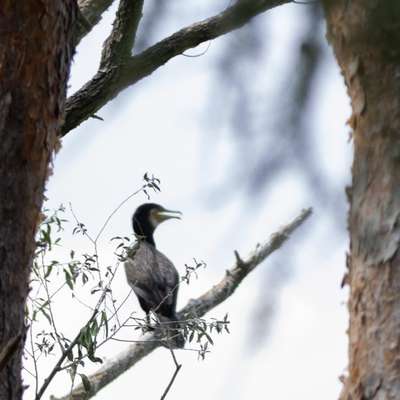 "Wege zur Freundschaft" (Ulli Reichmann)-Beitrag-Bild