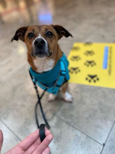 TierschutzhundeStammtisch🐕-Beitrag-Bild