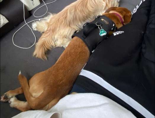 Wie sitzt mein Geschirr?-Beitrag-Bild