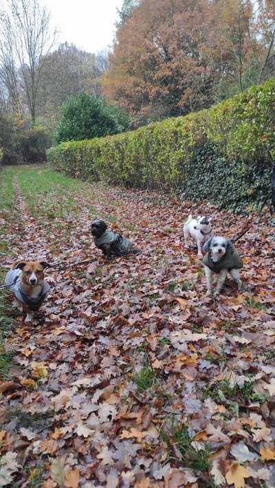 TierschutzhundeStammtisch🐕-Beitrag-Bild