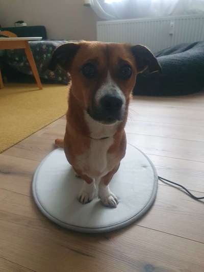 TierschutzhundeStammtisch🐕-Beitrag-Bild