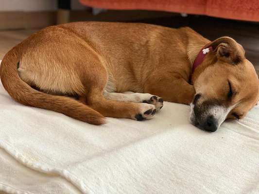 TierschutzhundeStammtisch🐕-Beitrag-Bild